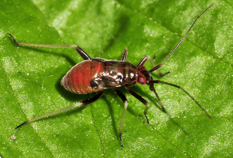 Miridae:  ninfe di Calocoris alpestris e Grypocoris sexguttatus